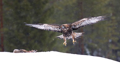 Eagles on Snow