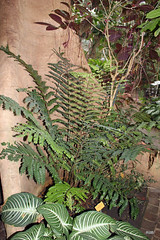Didymochlaenaceae