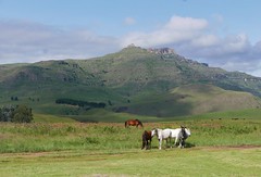Horses, Sheep and Cows in Castleburn
