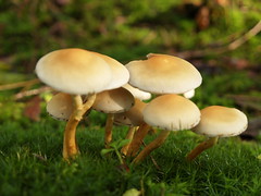 Pilze - Fungi - Mushrooms