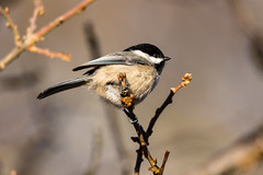 Chickadees and Nuthatches