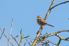 Siberian Accentor and Cottonwood Canyon