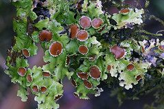 Ecuador lichens