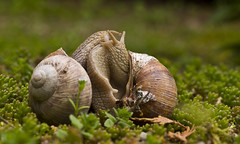 Schnecken - Snails