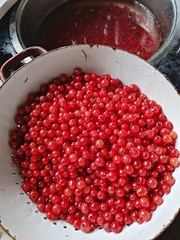 Red currents