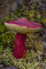 Forest Fungi 2020