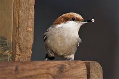 Brown-headed nuthatches