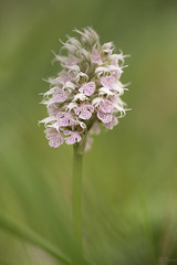 orchis conica