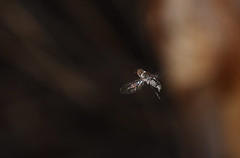 Diptera - Bombyliidae - Villa