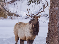 Yellowstone Winter Photo Journal
