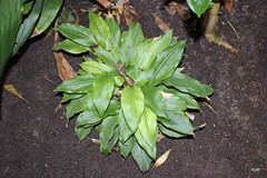 Lowiaceae