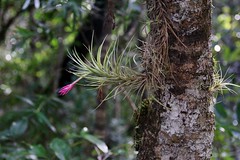 BROMELIACEAE - Tillandsia geminiflora