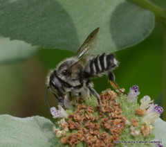 Megachile mendica, flat-tailed leaf-cutter bee