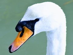 uk Swans 