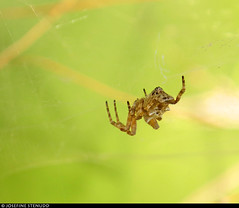 20170714_1 Female tropical tent-web spider (Cyrtophora citricola) in shade | Antibes, France