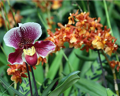 2020 Phipps Conservatory Orchid Show