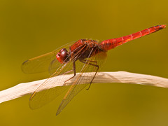 Libellen - Dragonflies