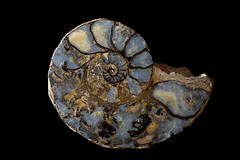 Rocks Minerals Fossils Seashells