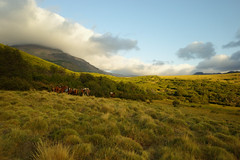 Patagonian Cordillera Horse Riding Pack Trip, 2020