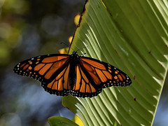 MONARCH BUTTERFLIES COMING OUT