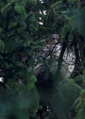 Eurasian eagle-owl, Bubo bubo, Berguv