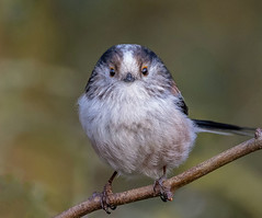 Long-tailed Tit.