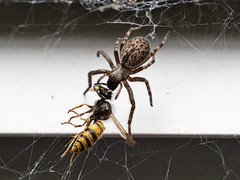 SPIDERS:  GREY HOUSE SPIDER (Badumna longinqua)