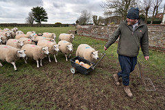 Lambing in the Yorkshire Dales and Wolds