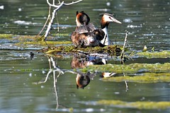 Grèbe huppé : ponte et éclosion / great crested grebe : egg-laying and hatching