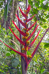 Ecuador plants