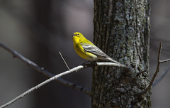 March 5th 2020 - Pine Warblers and SWEPCO Birds
