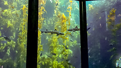 Leopard Sharks in the Kelp Forest at the Monterey Bay Aquarium, California