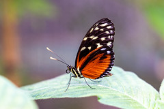 Mainau Schmetterlinge