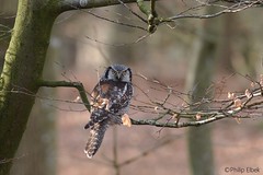 Northern Hawk-owl
