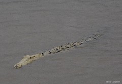 Crocodiles (Crocodylidae)