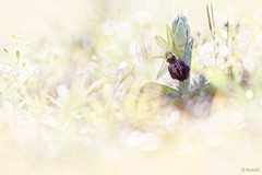 Ophrys arachnitiformis : Ophrys de mars