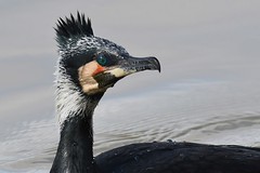 Cormorans - Cormorants