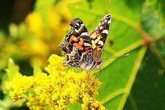 Painted Lady & American Lady Butterflies 003