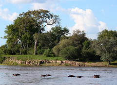Zambezi River Cruise
