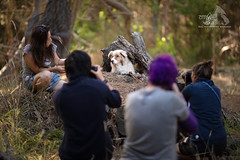 Artistic Dog Photography Workshop in New Zealand 2020