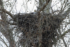 March 11th - 3 eagle nest in Washington County