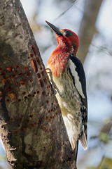 DSC_6166 Red-breasted Sapsucker