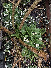 Snowdrops and Primroses my garden with iPhone SE