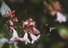 macro bees