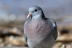 Pigeons and Doves (Columbidae)
