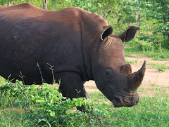 Rhino Walk