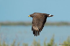 Hawk (Cuban Black Hawk)