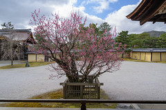京都・春 in 2020