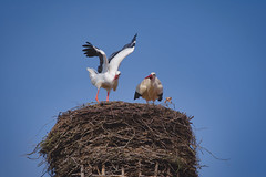 Störche / Storks