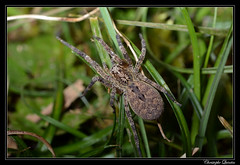 Araneae/Zoropsidae